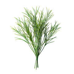 Naklejka premium A bush of grass with fine, delicate blades