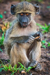 baboon sitting on the ground