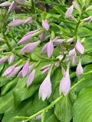 Hosta plant purple blooms flower