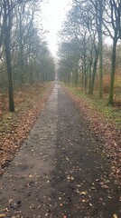Fototapeta premium A serene pathway lined with trees and fallen leaves in a tranquil setting.