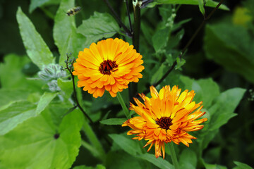 Ringelblume, Blüte, Heilpflanze, Blume