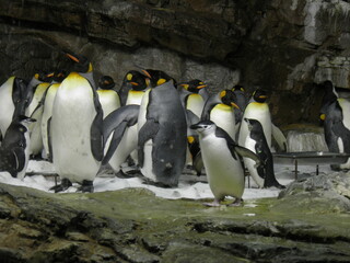 Group of Penguins