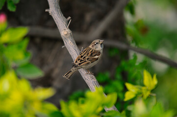 bird on a branch