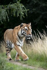 Naklejka premium tiger in the wild