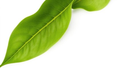 Obraz premium Green tea leaf with prominent veins and soft edges against a plain white surface, botanical photography, green tea leaf