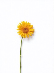 Single yellow daisy flower with a green stem, symbolizing simplicity and nature. Perfect for floral, natural, or minimalist designs.