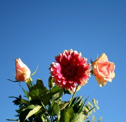 Rosa Gerbera und Rosen gegen blauen Himmel. Nahaufnahme