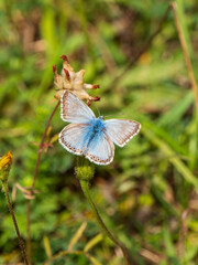 Chalkhill Blue Butterfly Resting. Wings Open