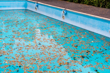 Dirty swimming pool, leaves floating on water