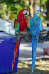 Obraz premium blue and gold macaw ,green wing macaw vivid colours