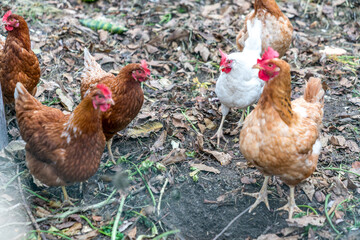 Small scale farming - group of chickens © Andrzej