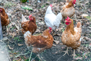 Small scale farming - group of chickens © Andrzej