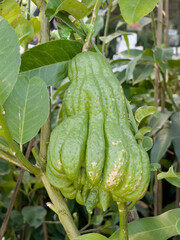 Variety of tropical plants grow for sale in flower markets
