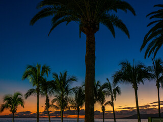 Sunset Over a Palm Field with Gradient Sky from Blue to Orange - Vacation Vibes