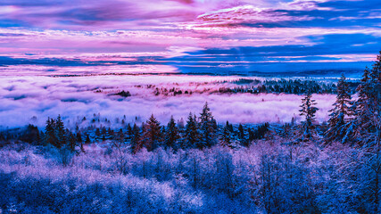 Winter sunrise over cloud-covered valley with snow-laden evergreen trees in foreground.