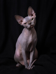 A sphinx cat poses for the camera against black background.