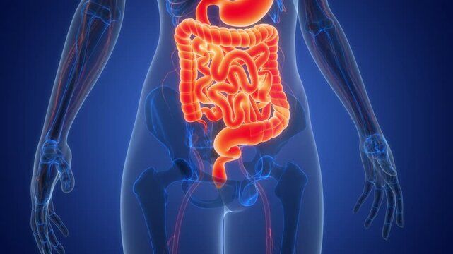 Human Digestive System Anatomy Animation Concept