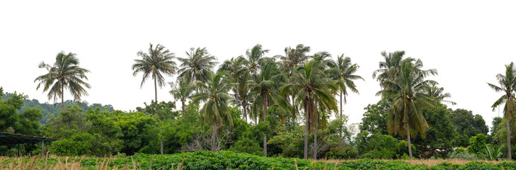 Naklejka premium Coconut palm trees in summer on transparent background with clipping path and alpha channel, high resolution.