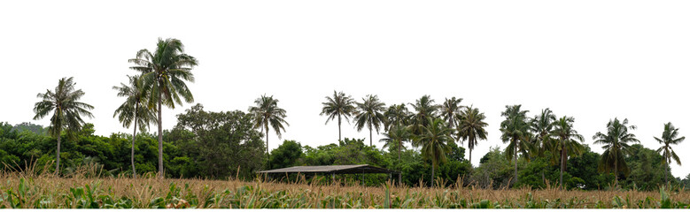 Coconut palm trees in summer on transparent background with clipping path and alpha channel, high resolution.