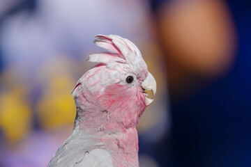 close up of a parrot galah pink cockatoo