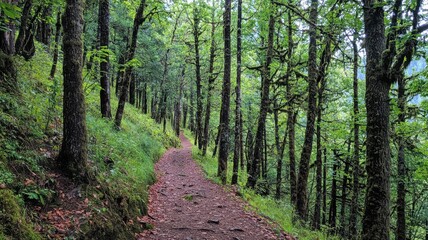 Obraz premium Forest Trail with Green Canopy