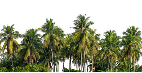 Obraz premium Coconut palm trees in summer on transparent background with clipping path and alpha channel, high resolution.