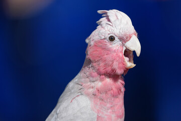 close up of a parrot galah pink cockatoo