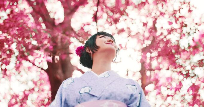 Happy, cherry blossom and kimono with Japanese woman in park for traditional festival, hanami and trees. Spring season, thinking and culture with asian person for fashion, heritage and yukata