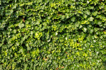 Dense wall of lush green ivy leaves covering a vertical surface in a natural outdoor environment
