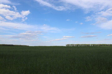 Fototapeta premium green field and sky