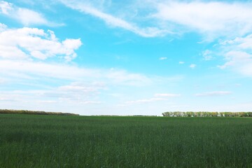 Obraz premium green field and blue sky