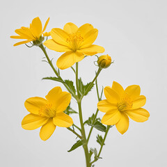 Fototapeta premium yellow flowers on white background