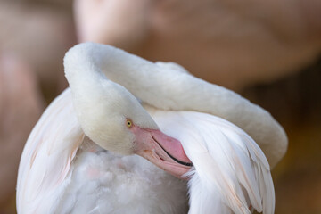 Fototapeta premium lovely pink flamingos at the zoo