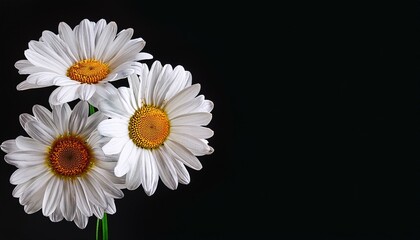 Obraz premium two daisy flower heads isolated on black background with copy space