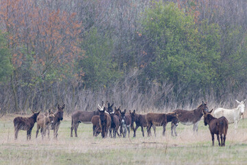 Donkey in Hortobagy National Park, UNESCO World Heritage Site, Puszta is one of largest meadow and...