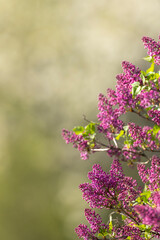 lilac in Slovakia in Polana National Park © Richard Semik