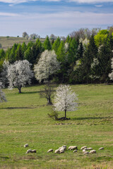 Sheep and goat herd in Polana mountains, Slovakia © Richard Semik