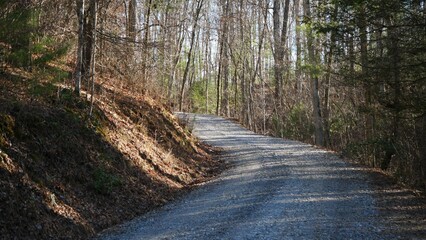Sunlit gravel path in forest