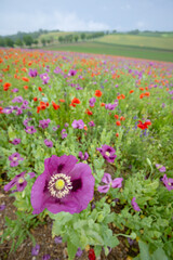Obraz premium Typical spring landscape with poppies near Silica (Szilice), National Park Slovak Kras, Slovakia