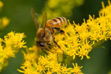 Honeybee pollinating goldenrod flowers