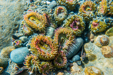 Colorful sea anemones in tidepool