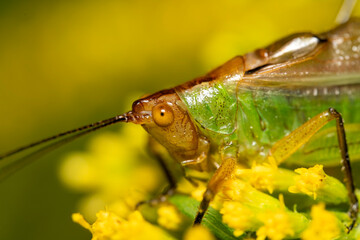 Closeup of grasshopper on goldenrod flowers