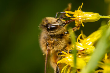 Closeup of honeybee pollinating goldenrod flowers