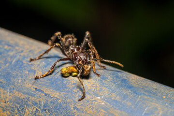 Bullet ant with caterpillar in its mouth