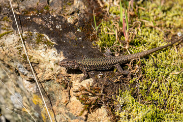 Lizard sunbathing on rock