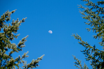 Moon between pine tree branches
