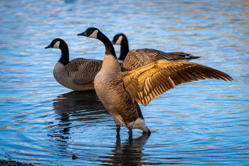 Canada goose opening its wings at sunset