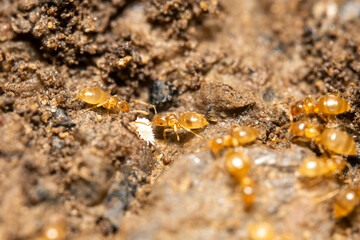 Yellow ants harvesting honeydew from mealybug