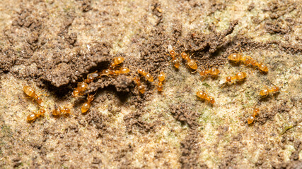 Yellow brachmyrmex ants on rock