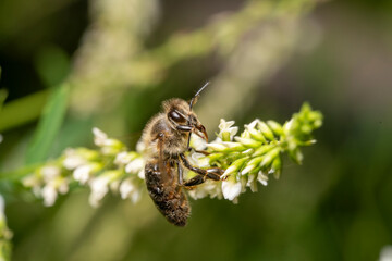 Honeybee pollinating white flowers